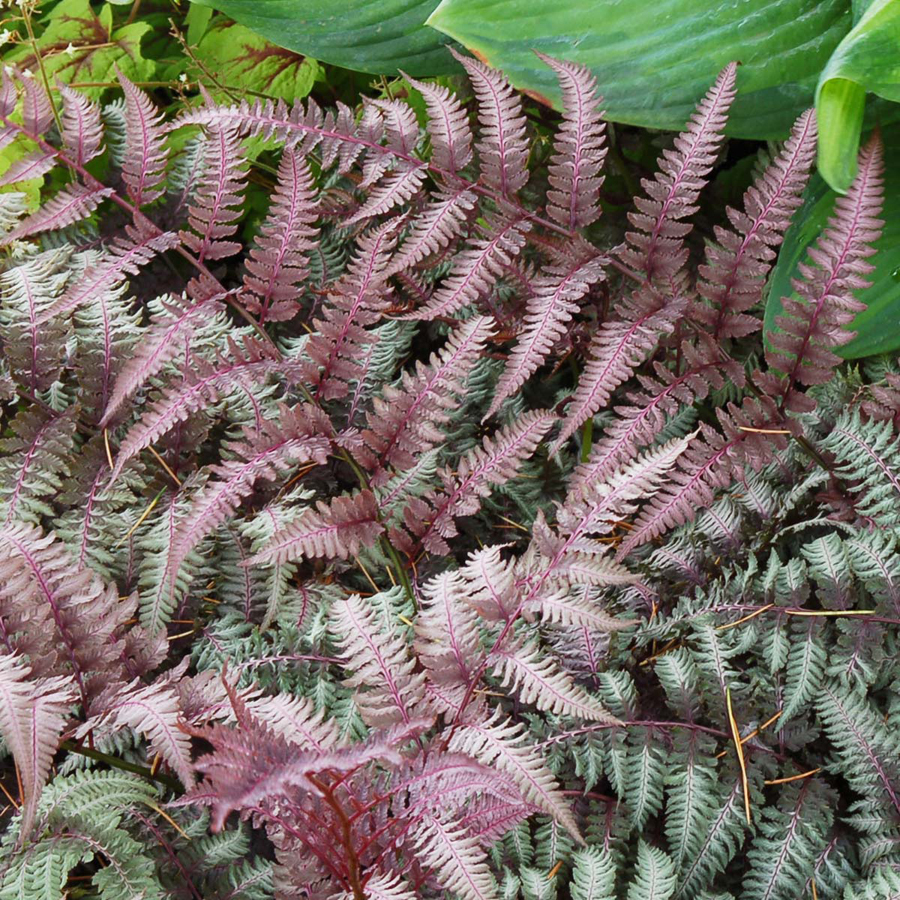 Athyrium nipponicum var. pictum 'Burgundy Lace' Jap&aacute;n h&ouml;lgyp&aacute;fr&aacute;ny